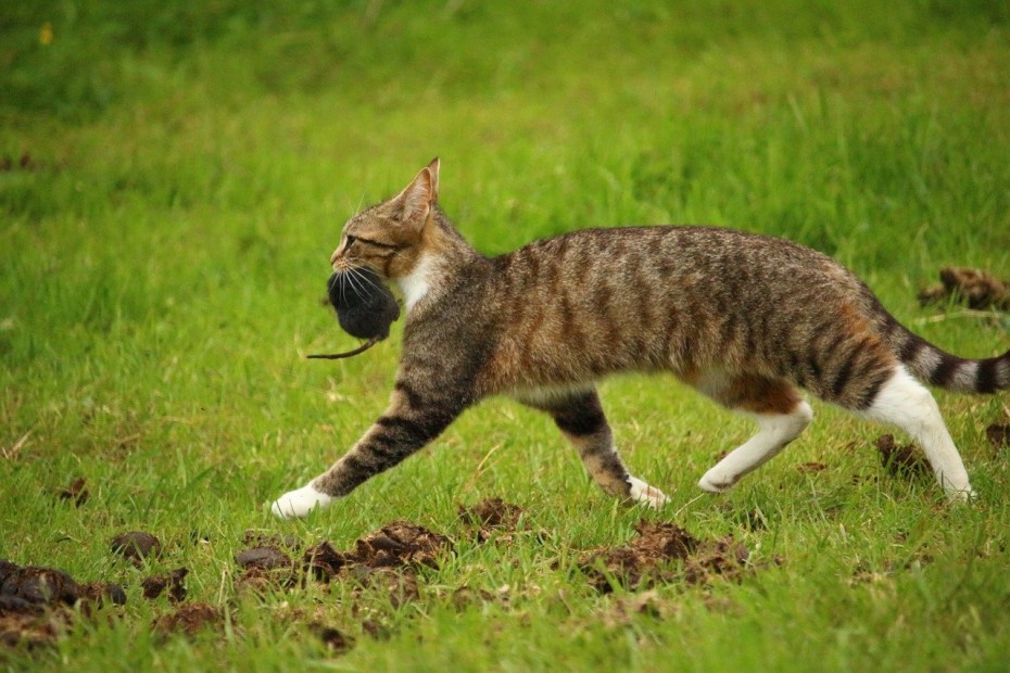 Кошка охотится