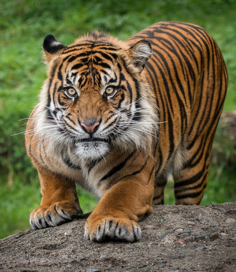 Тайгер Тайгер