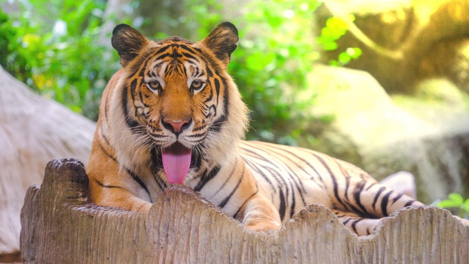 Амурский тигр Panthera Tigris altaica