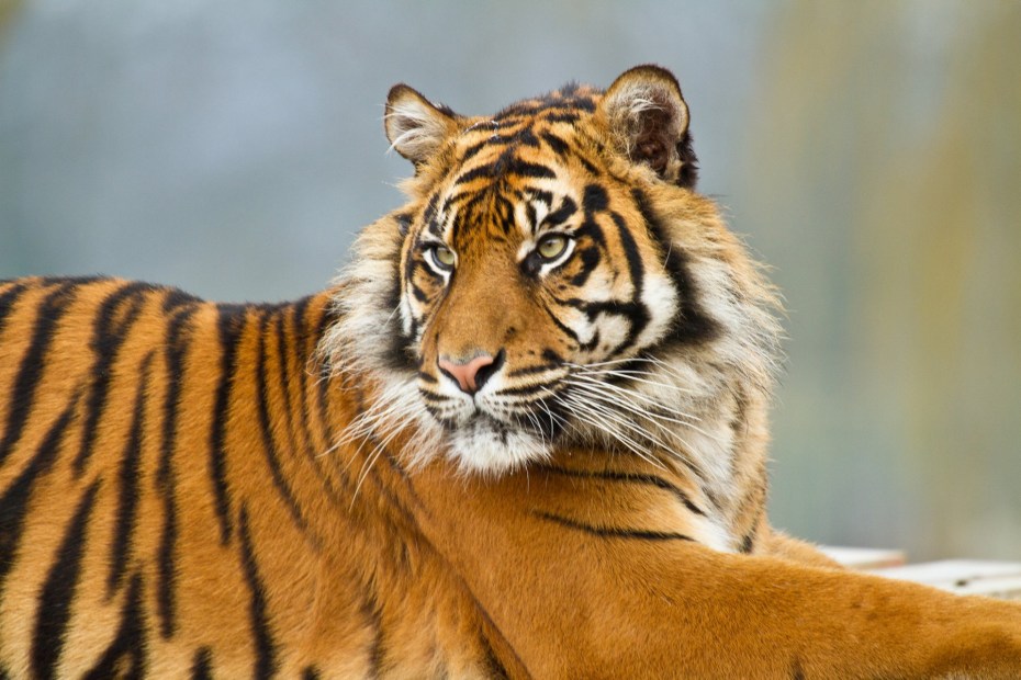 S1200 Tiger