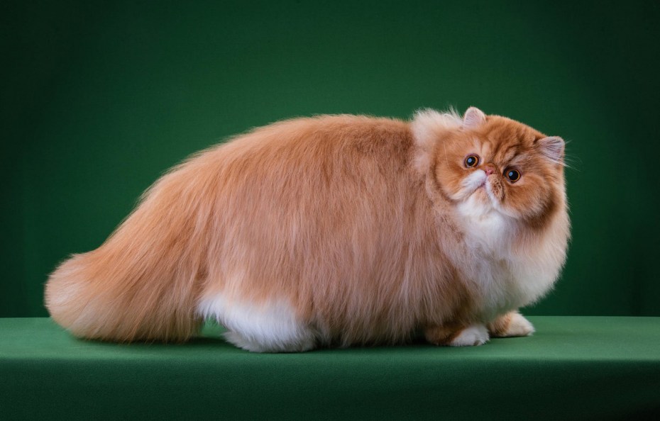 Манчкин шиншилла