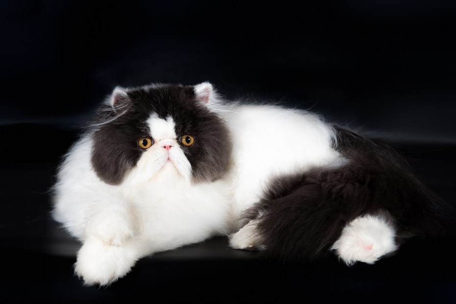 Персидская кошка