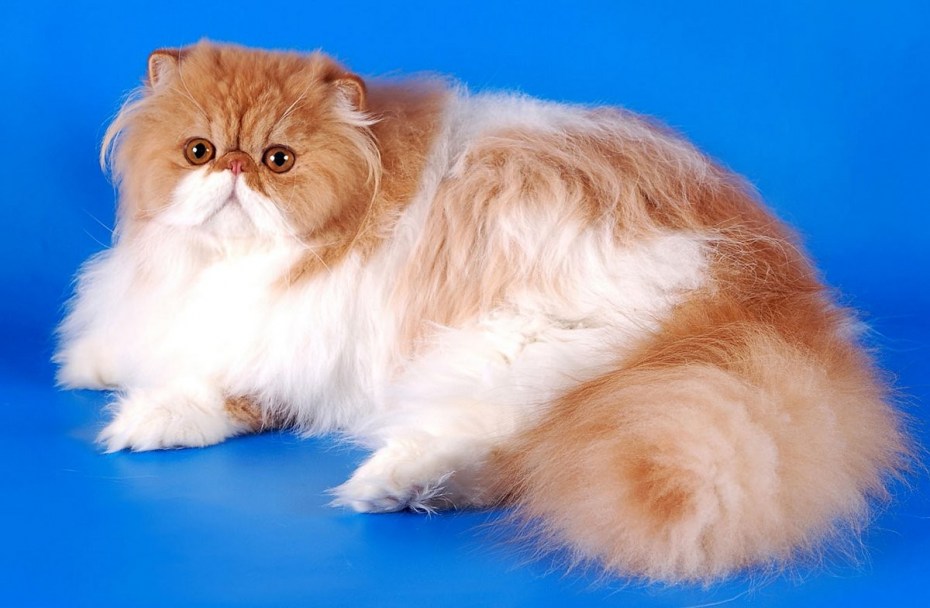Персидская длинношерстная кошка