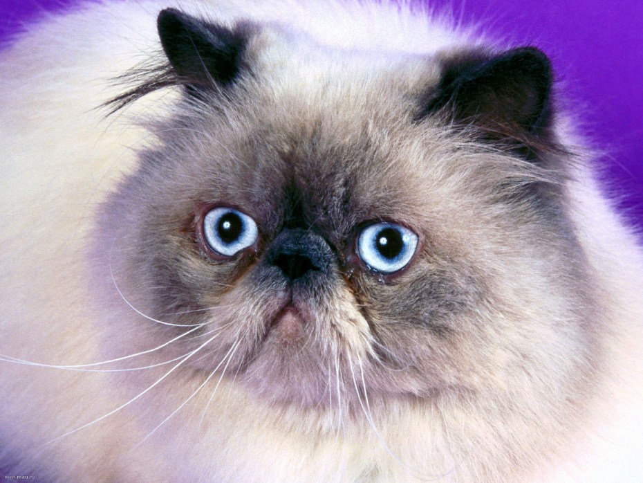 Гималайская Персидская кошка