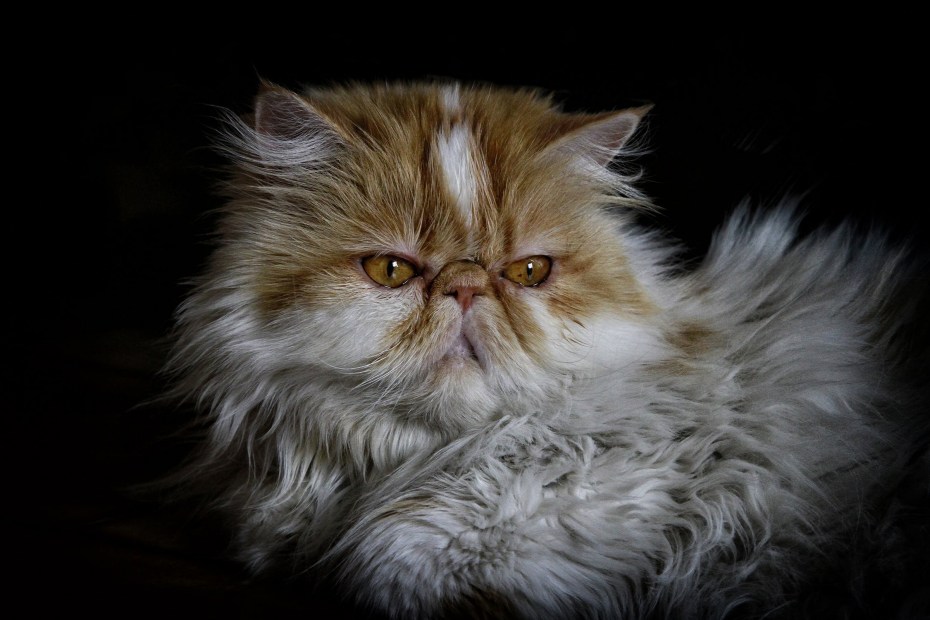Кот персидской породы