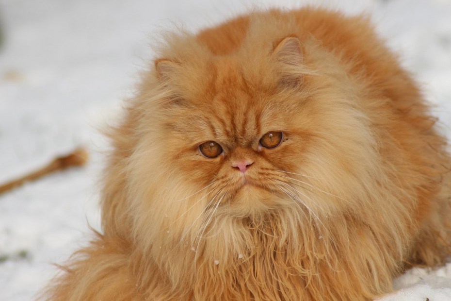 Кошки персы экзоты