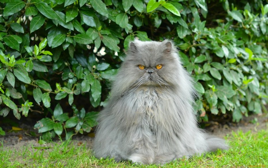 Персидская кошка котята
