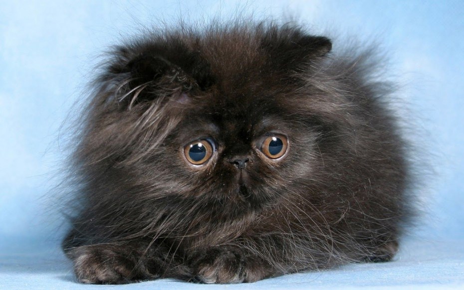 Шотландская Персидская кошка