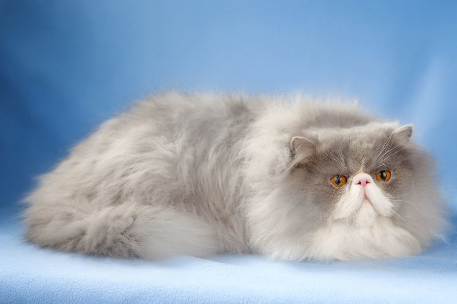 Гималайская кошка короткошерстная