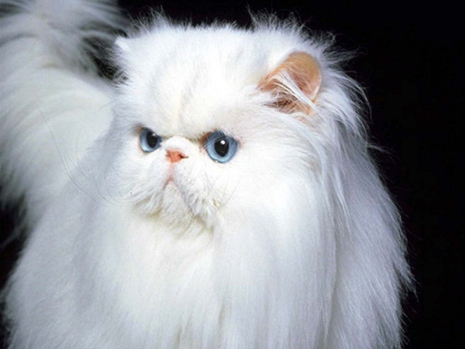 Персидская кошка