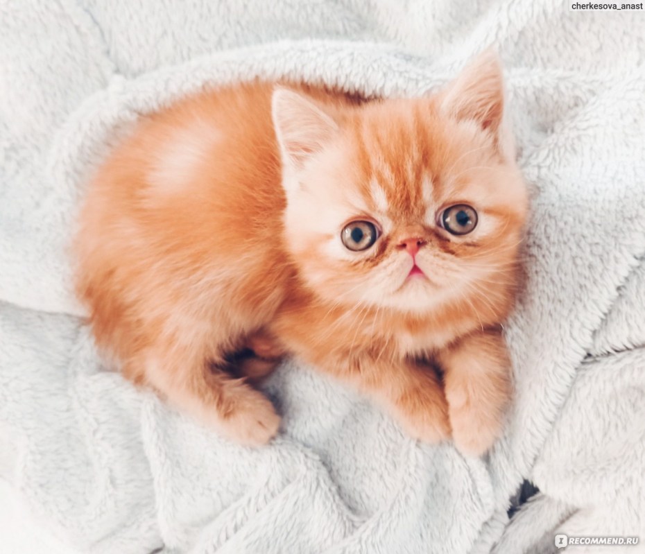 Персидская кошка
