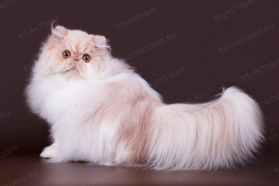 Персидский кот