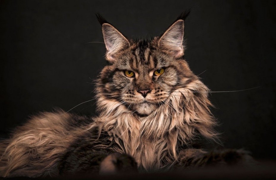 Кот Мейн кун