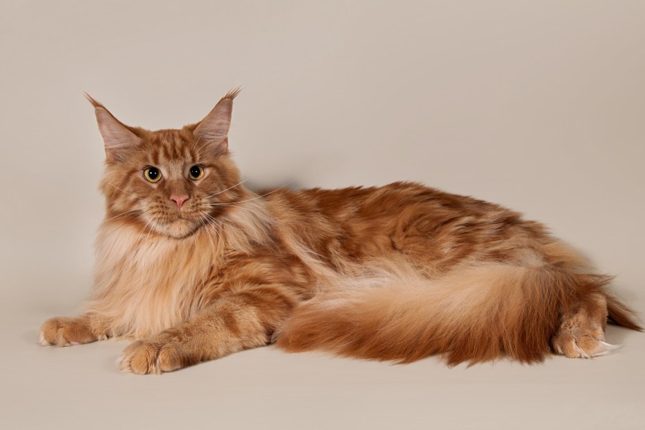 Кот Мейн кун