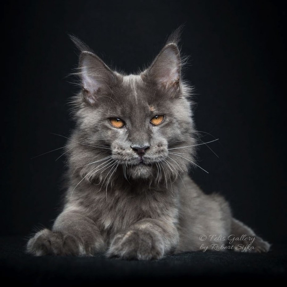 Коты Мейн куны