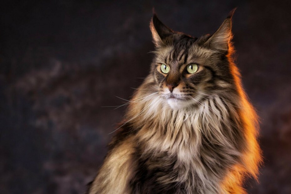 Коты Мейн кун