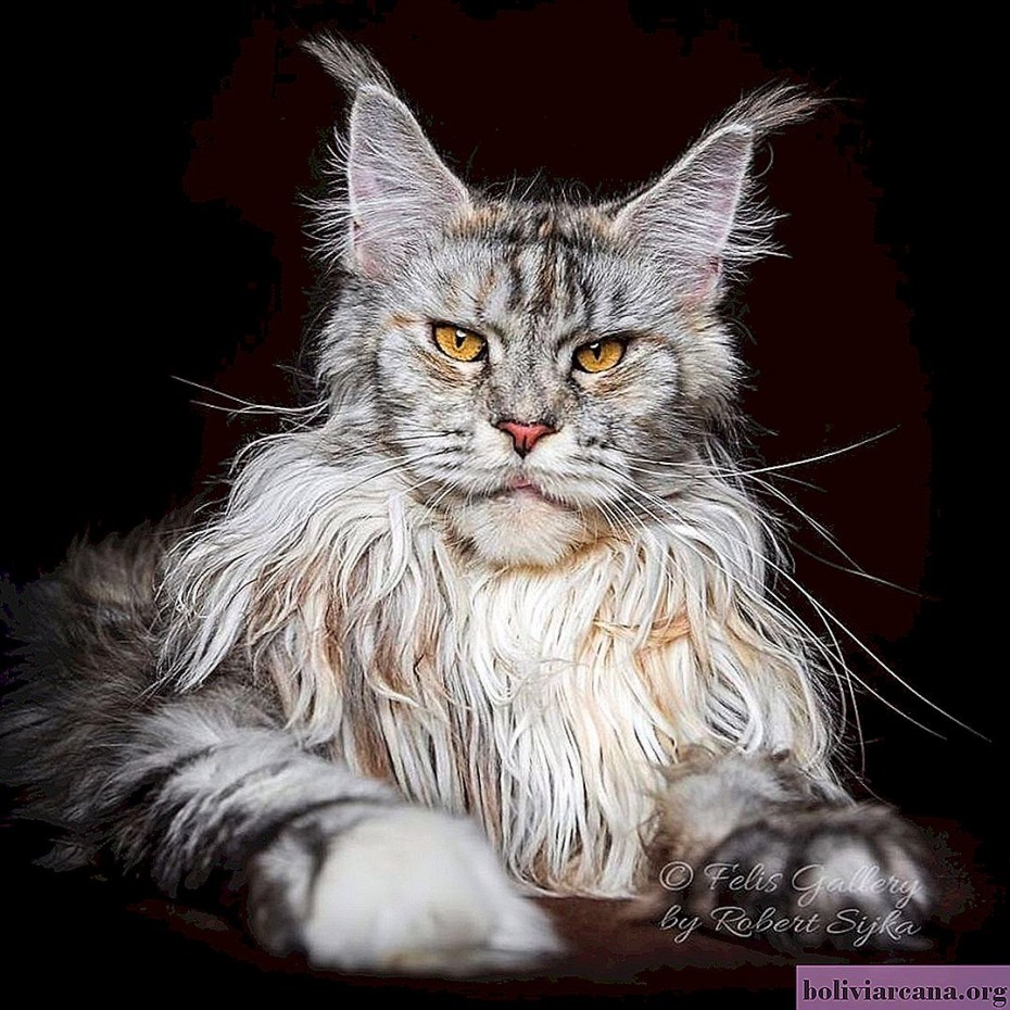 Мейнкун кот