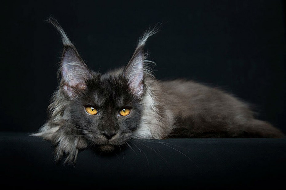 Кошка Мейн кун