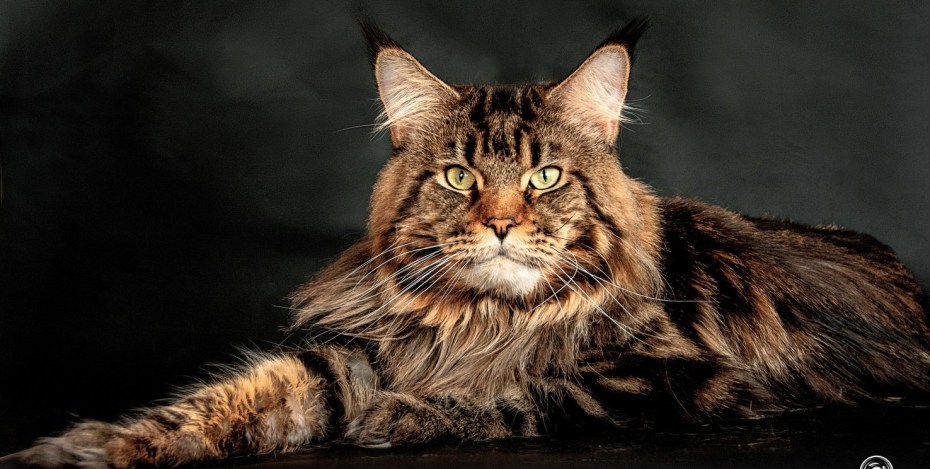 Коты Мейн куны