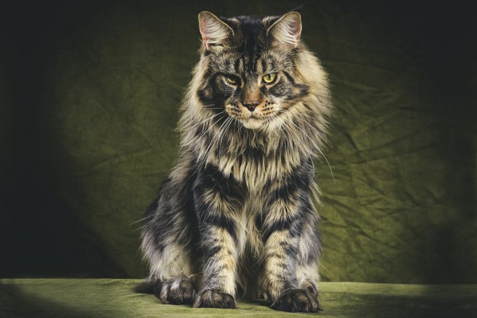 Кошка Мейн кун