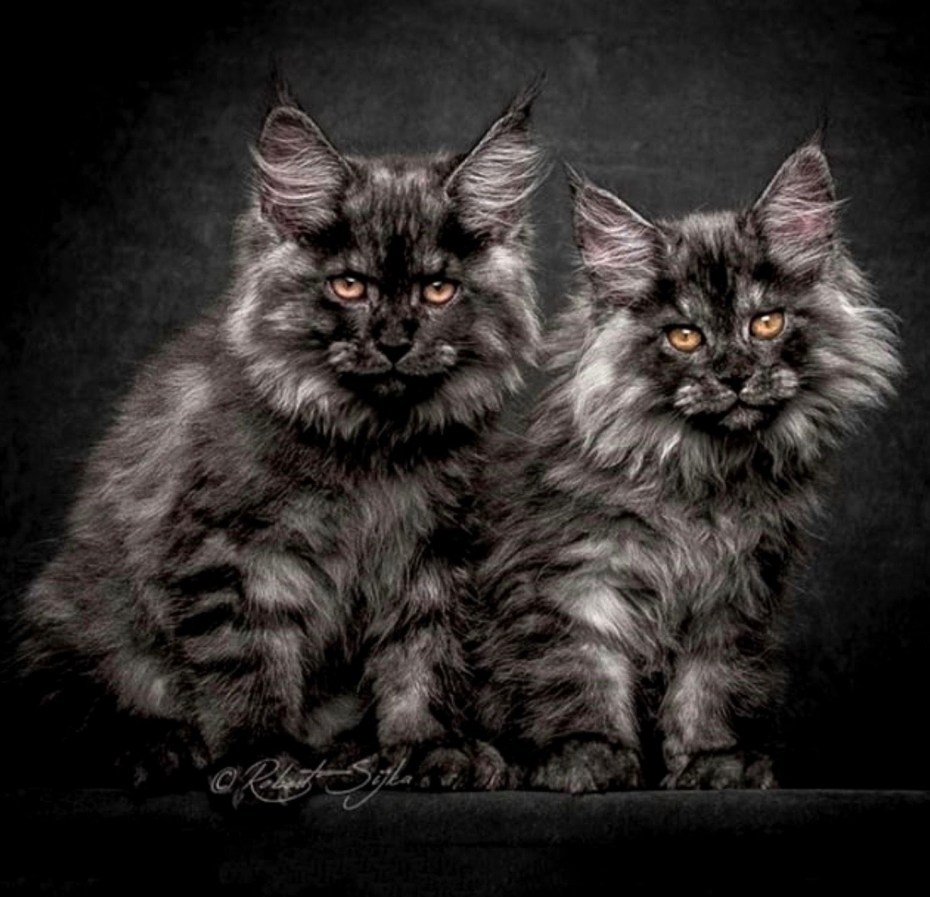 Кошка Мейн кун