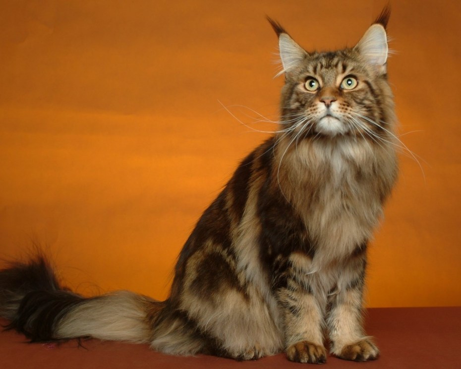 Коты Мейн куны