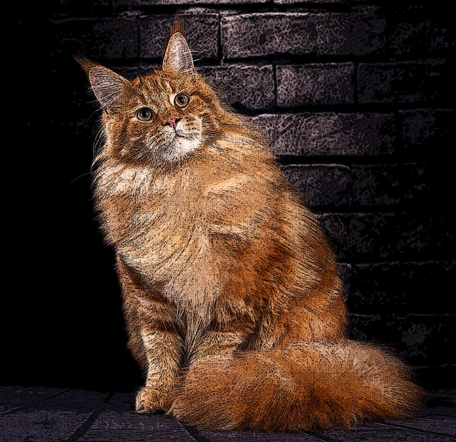 Кот Мейн кун