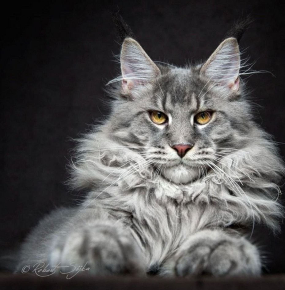 Кот Мейн кун