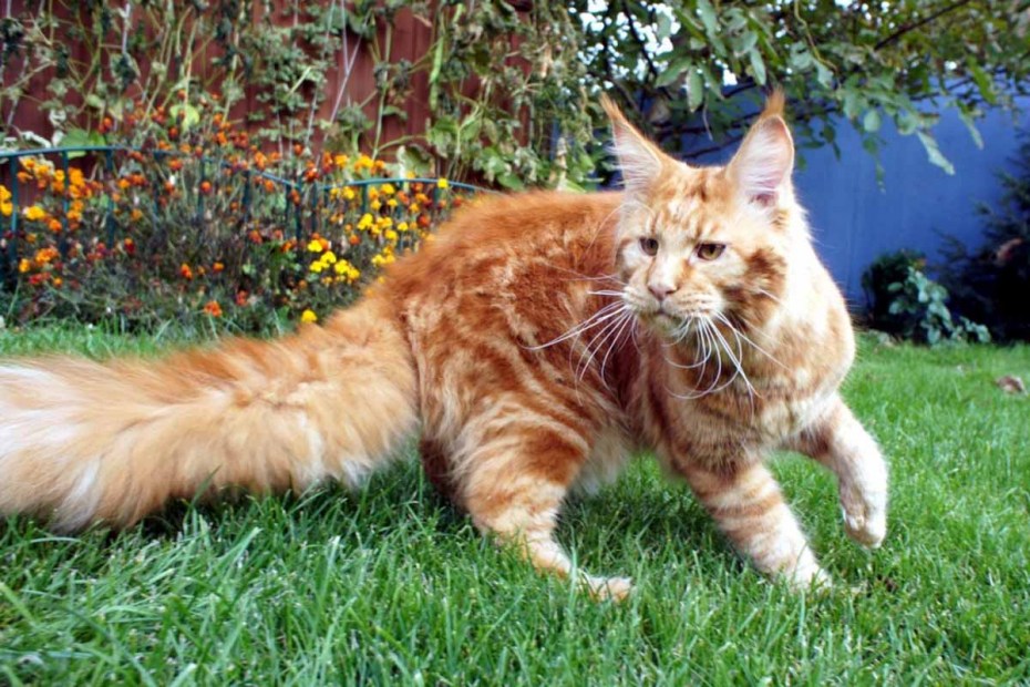 Коты Мейн кун