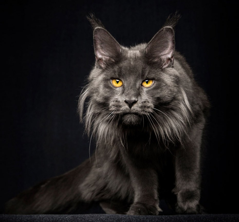 Кот Мейн кун