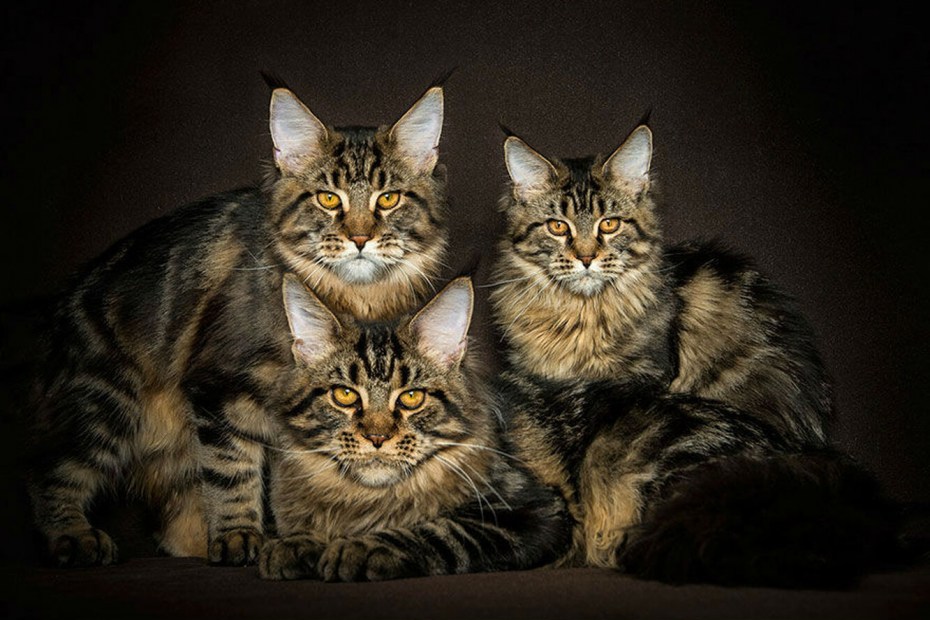 Коты Мейн куны