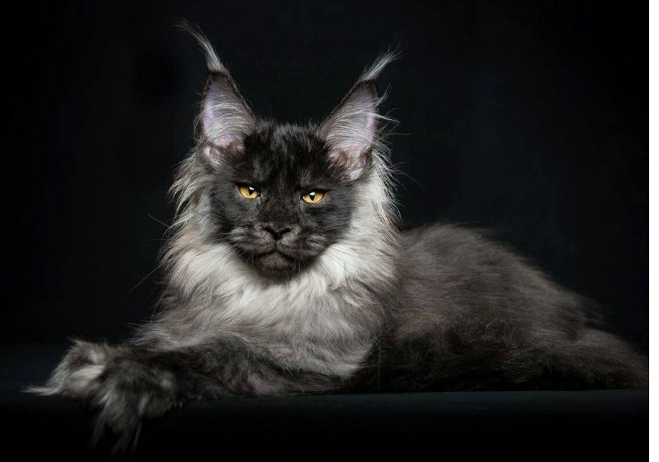 Кот Мейн кун