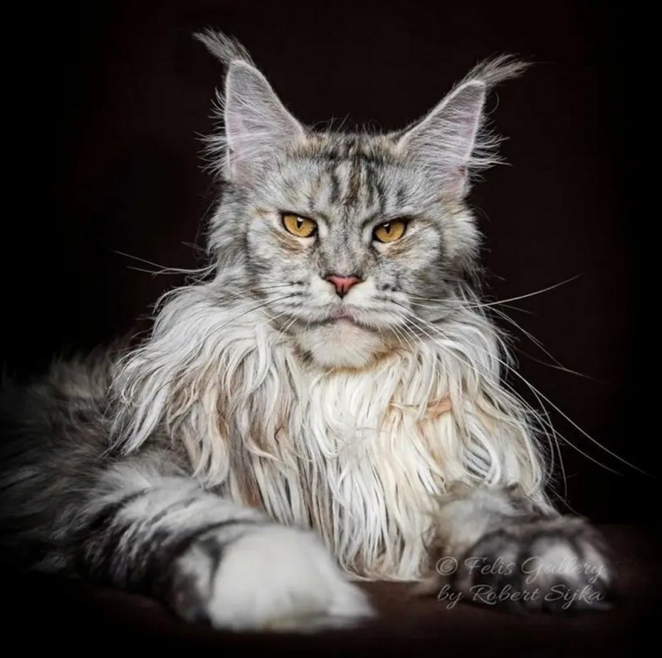 Май кун коты