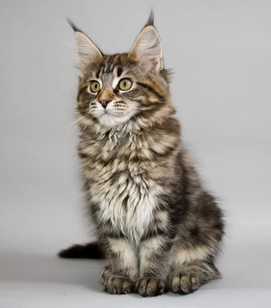 Коты Мейн куны