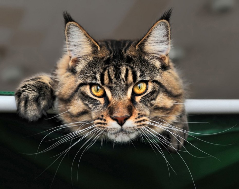 Коты Мейн куны