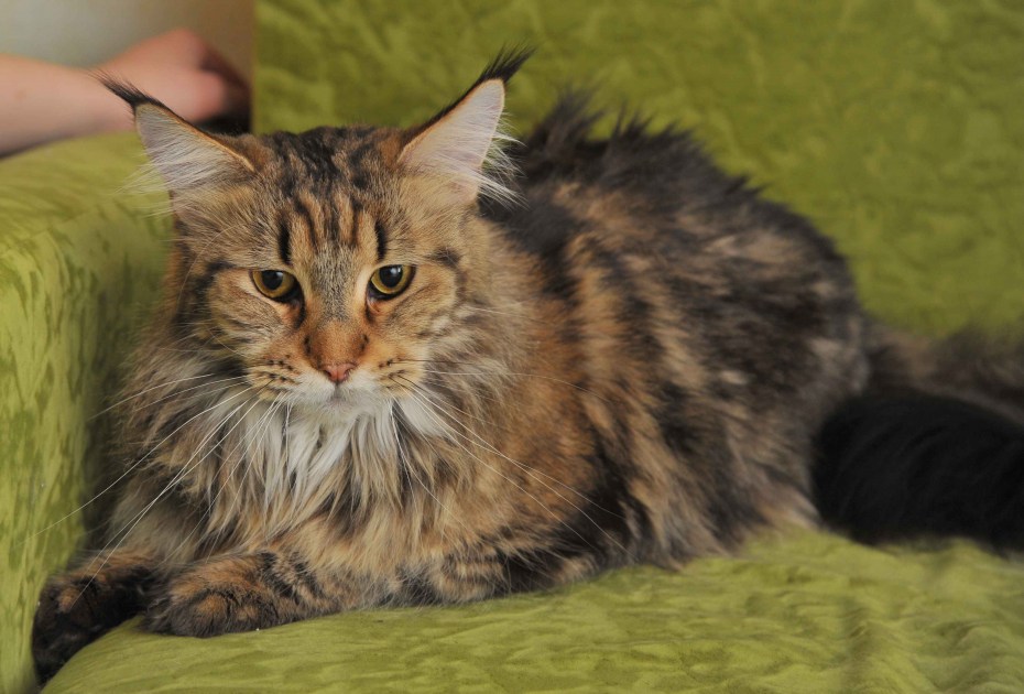 Коты Мейн куны