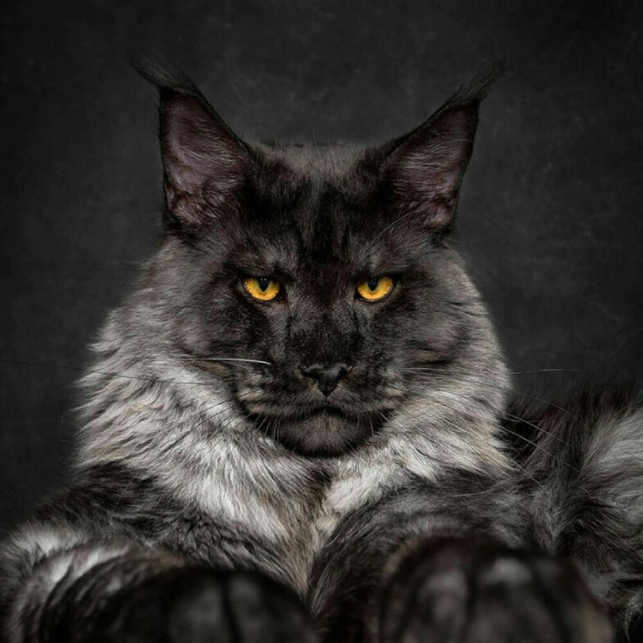 Кошка Мейн кун