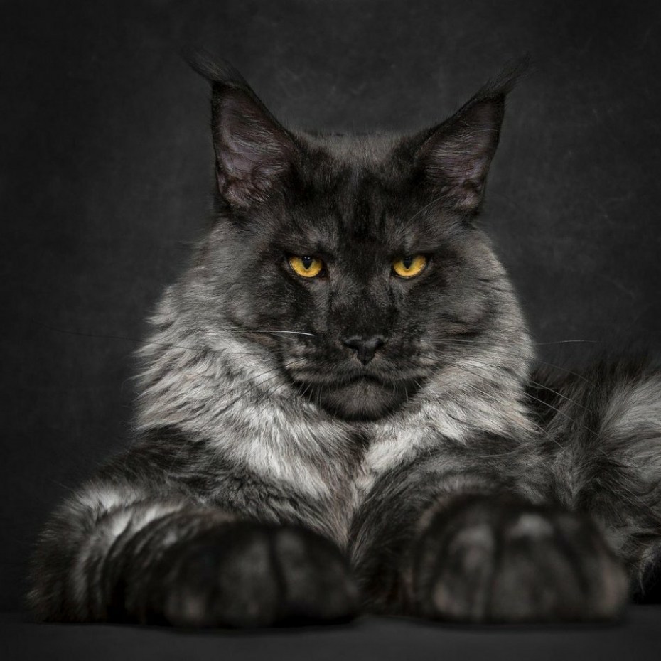 Кот Мейн кун
