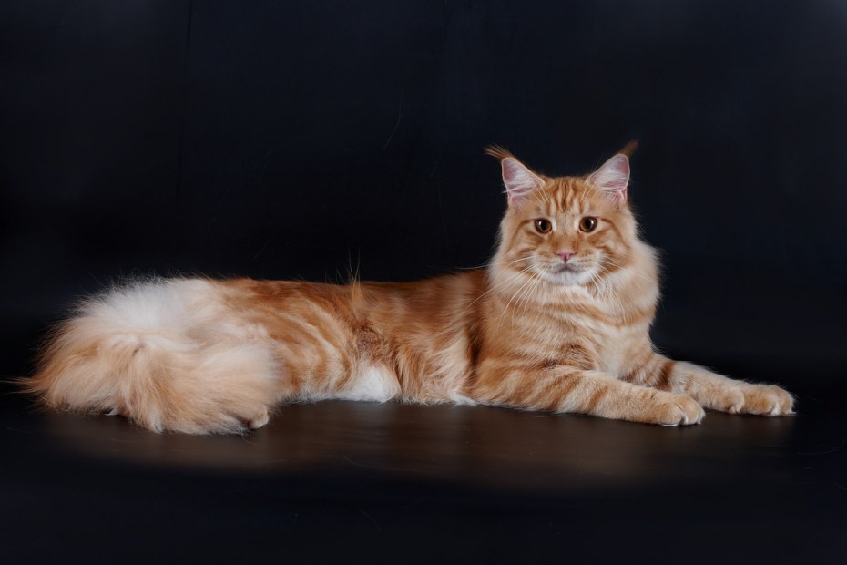 Кот Мейн кун