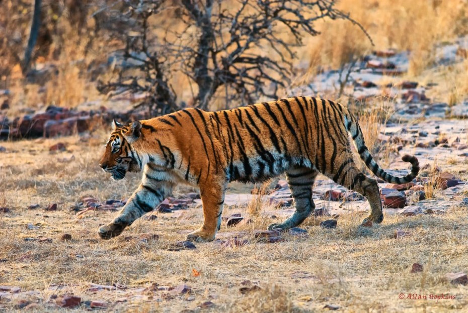 Panthera Tigris Tigris