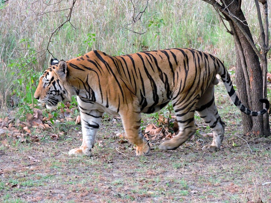 Panthera Tigris Tigris