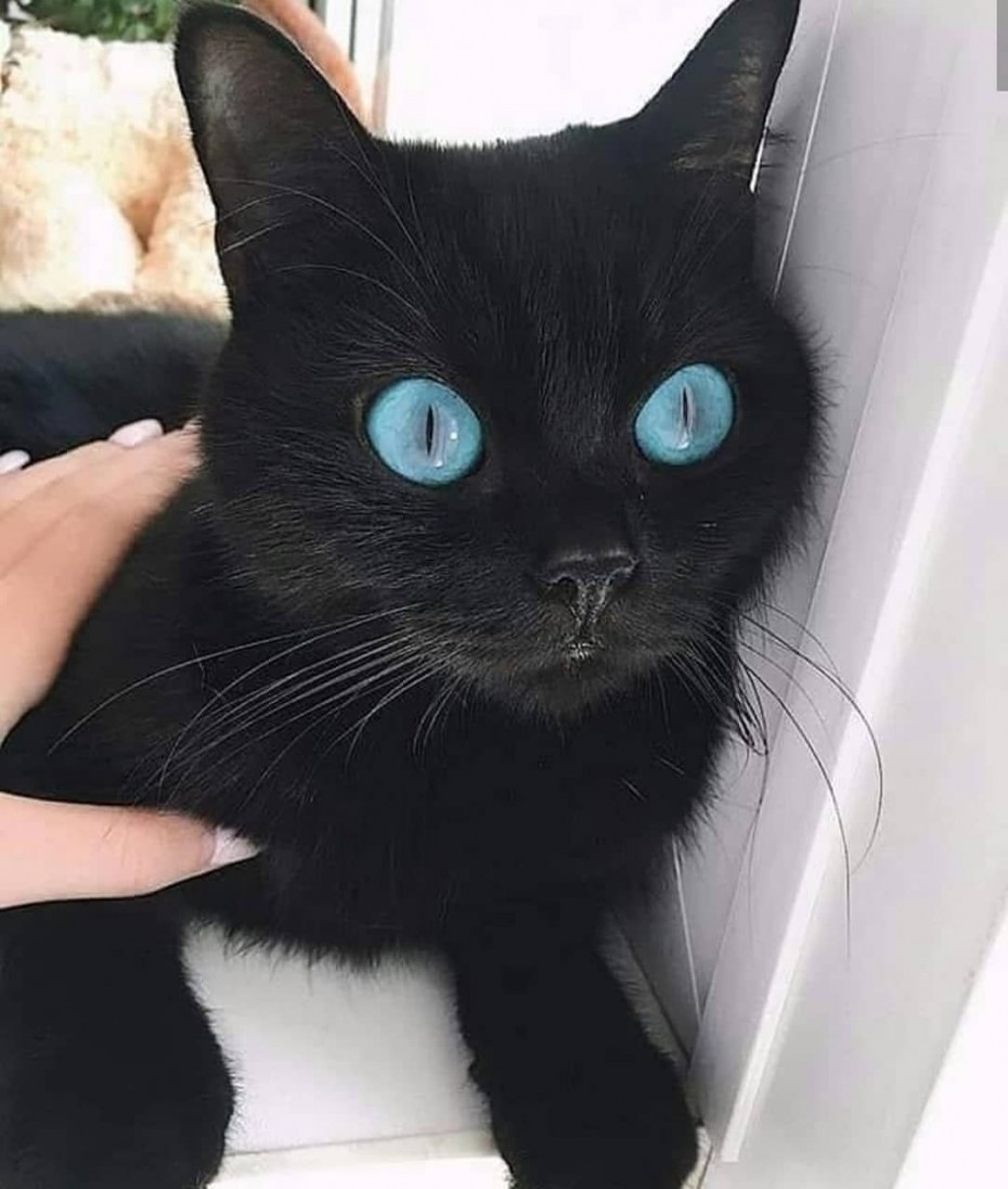 Black Cats Day