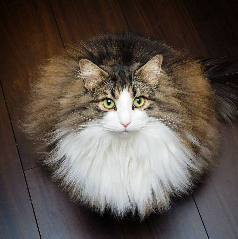 Милый чёрный котик