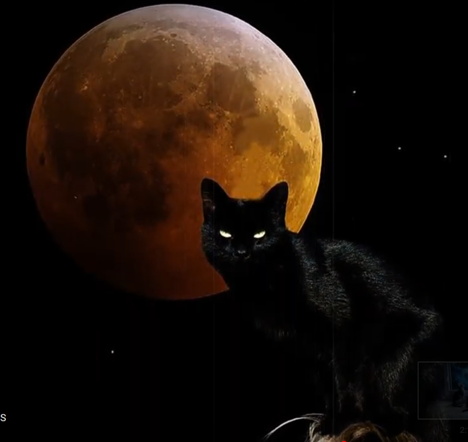 Кот показывает фак