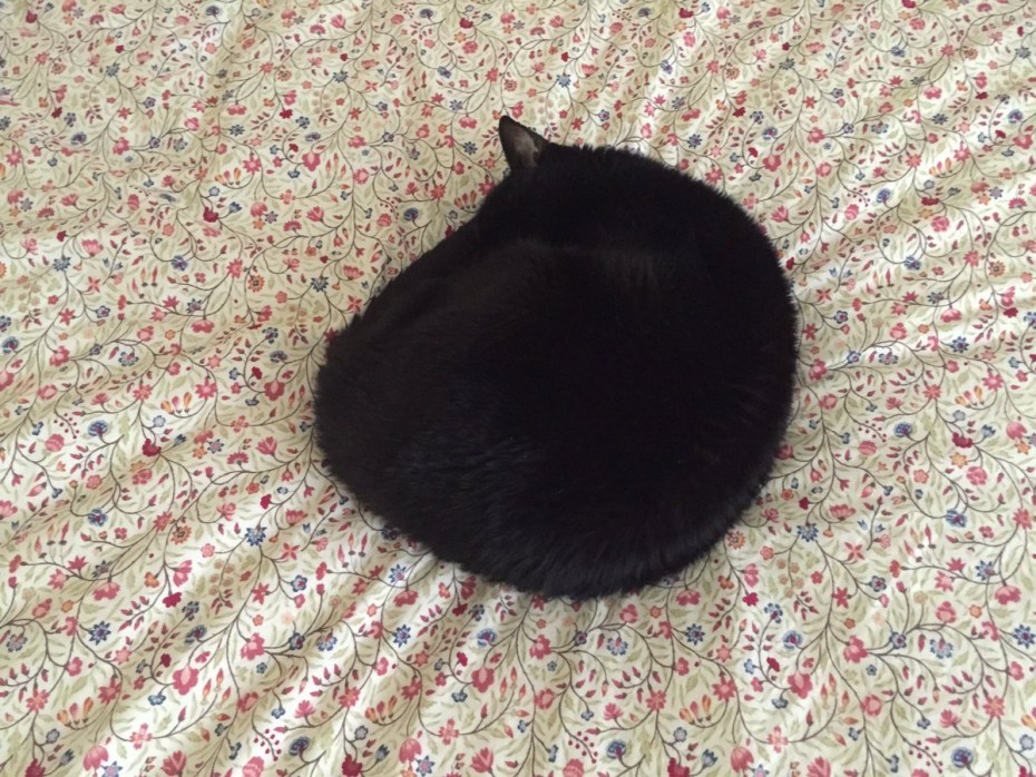 Круглые черные коты