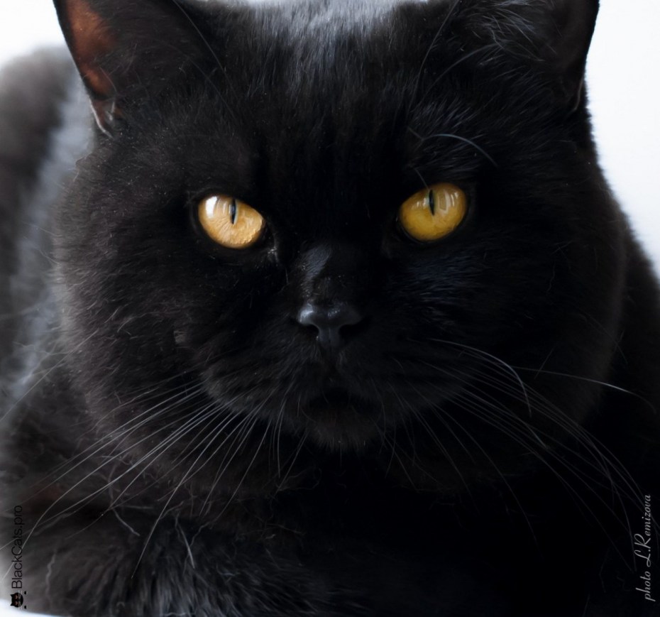 Adorable Black