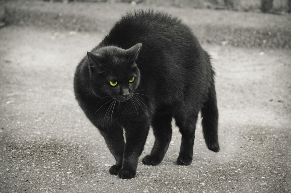 Самый черный чернильный кошки