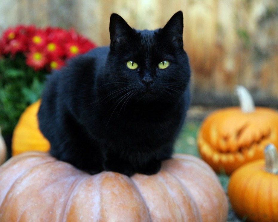 Коты тильт