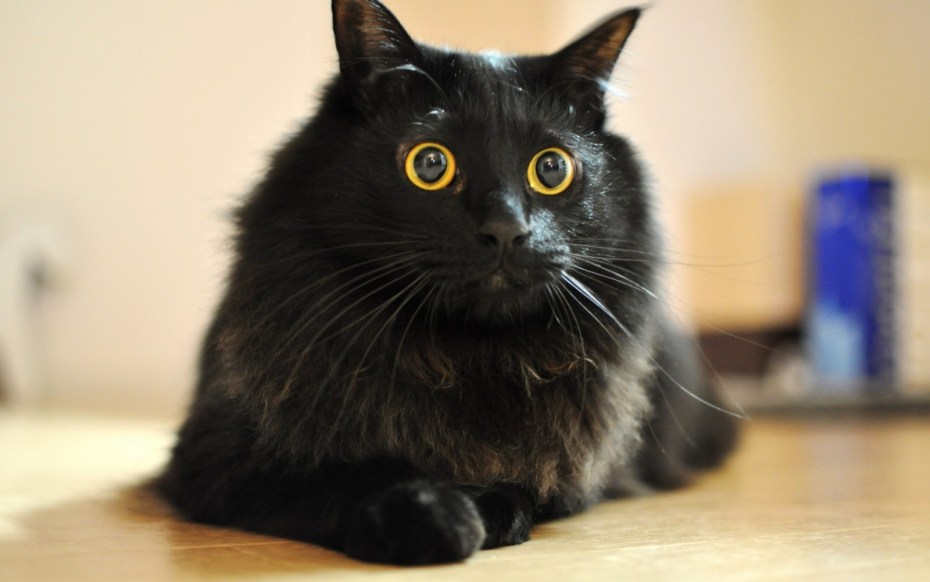 Черный кот царь