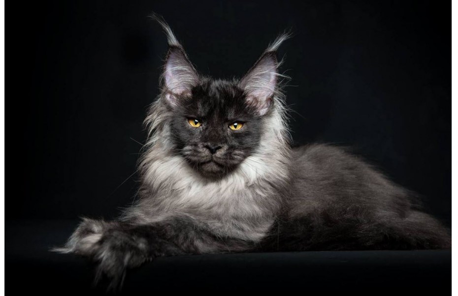 Кот Мейн кун